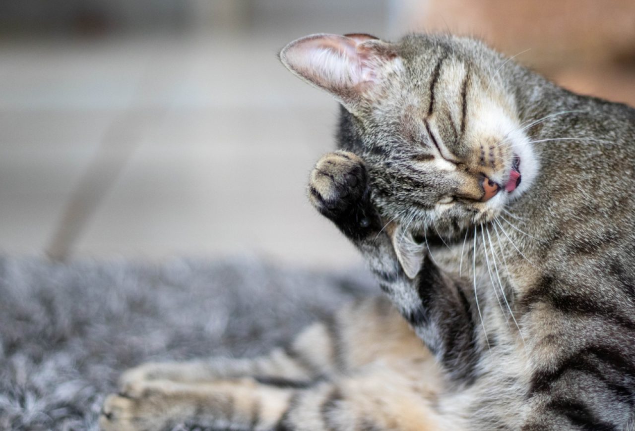 Cat Licking The Carpet: Why Does She Keep Doing That?