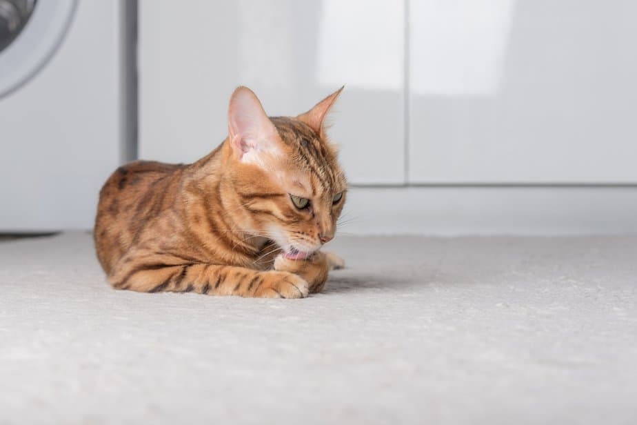 Cat Licking The Carpet Why Does She Keep Doing That?