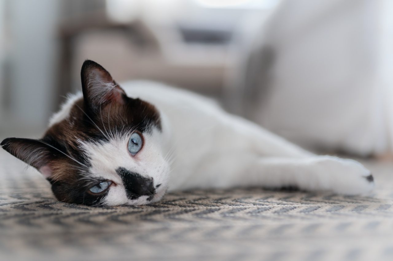 Cat Licking The Carpet: Why Does She Keep Doing That?