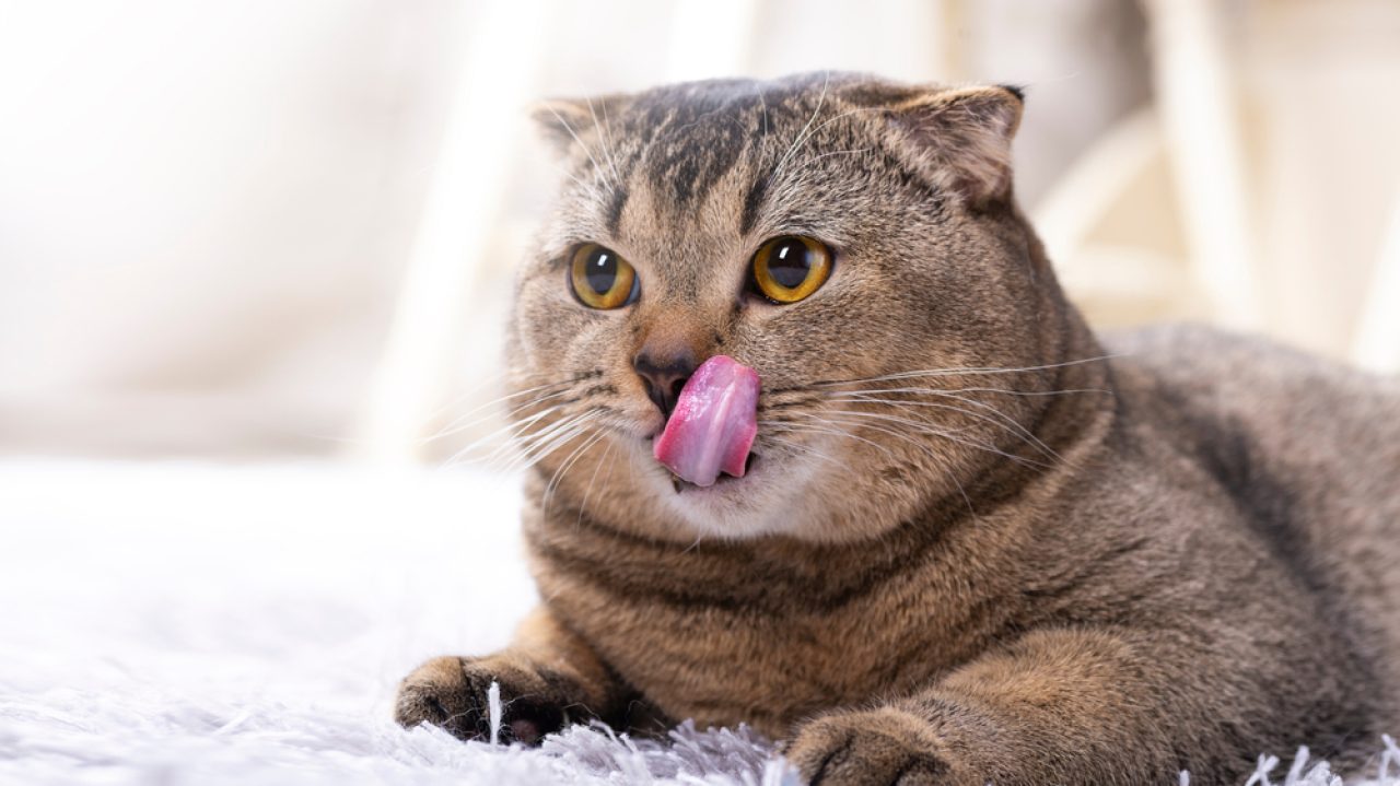 Cat Licking The Carpet: Why Does She Keep Doing That?