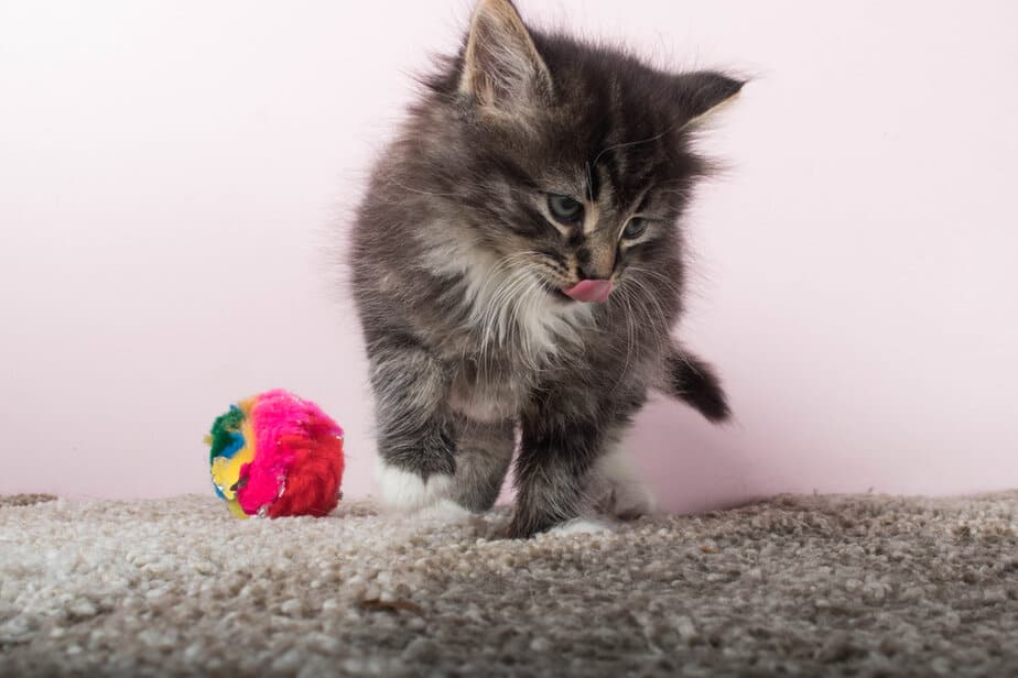 Cat Licking The Carpet Why Does She Keep Doing That?