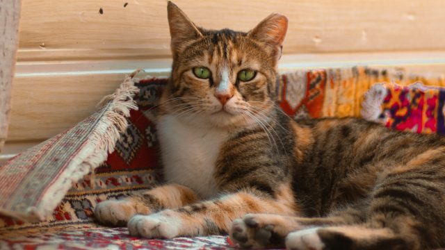 cat licking carpet