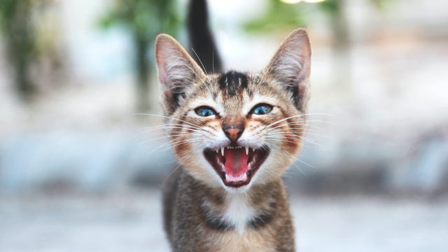 cat meowing before throwing up