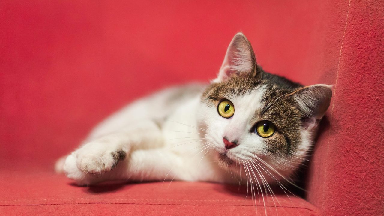 Cat Peeing Over The Edge Of The Litter Box 6 Reasons Why