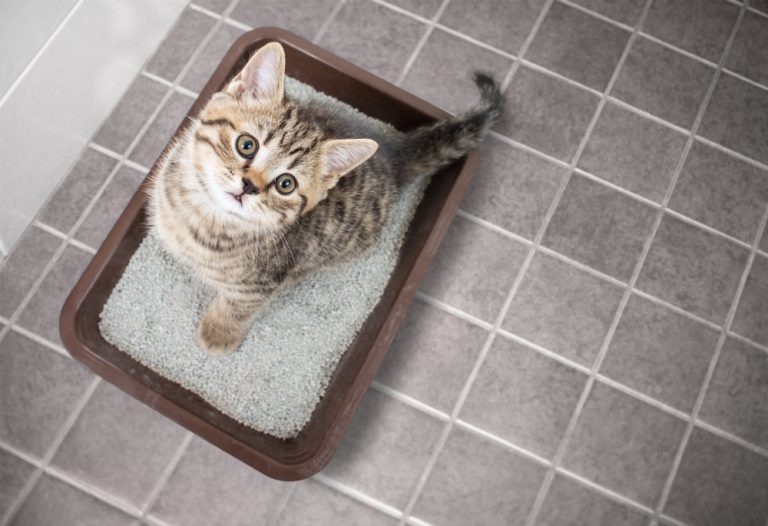 Cat Poop Is Half Firm, Half Soft 7 Most Common Reasons