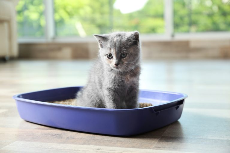 Cat Poop Is Half Firm, Half Soft 7 Most Common Reasons