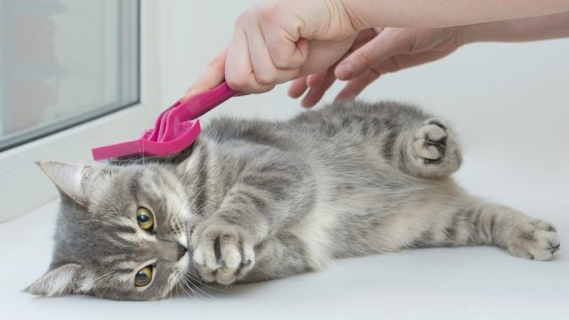 cat praying