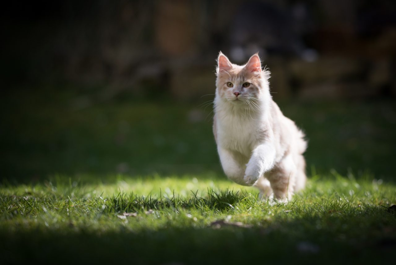 Why Is My Cat Running Sideways? Is She A Trained Secret Agent?