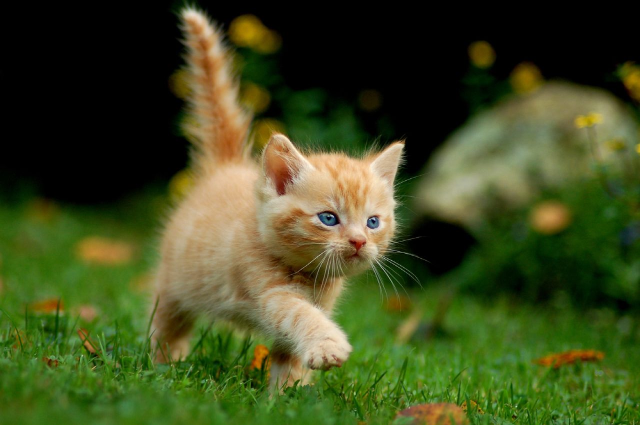 Kedim Neden Yana Doğru Koşuyor? Eğitimli Bir Gizli Ajan mı?