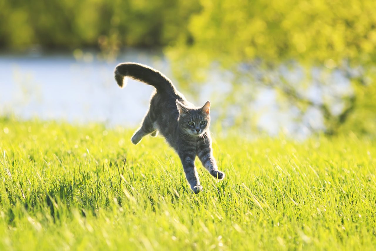 Why Is My Cat Running Sideways? Is She A Trained Secret Agent?