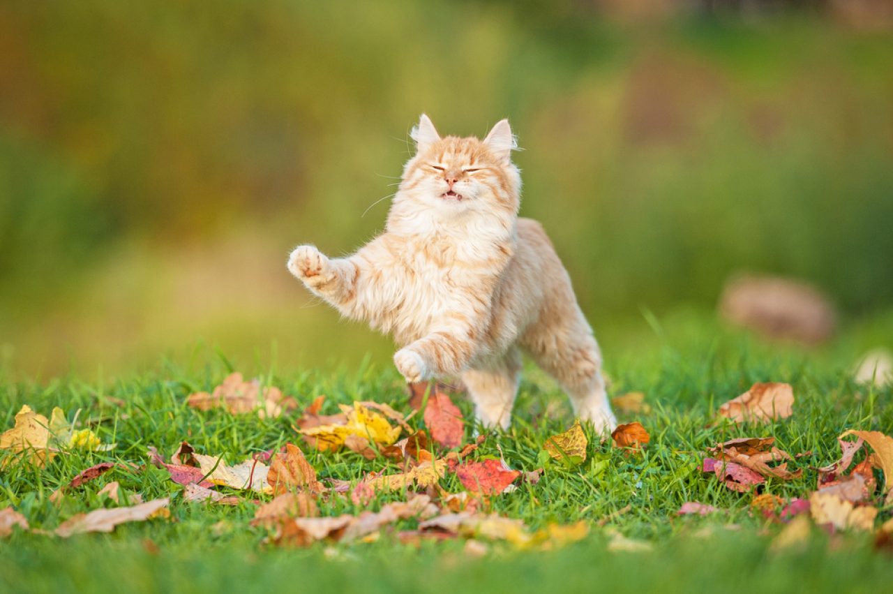 Why Is My Cat Running Sideways? Is She A Trained Secret Agent?