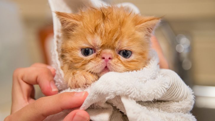 Kedi Şampuanına Alternatif: Gerçekten İşe Yarayan 10 Temizlik Ürünü
