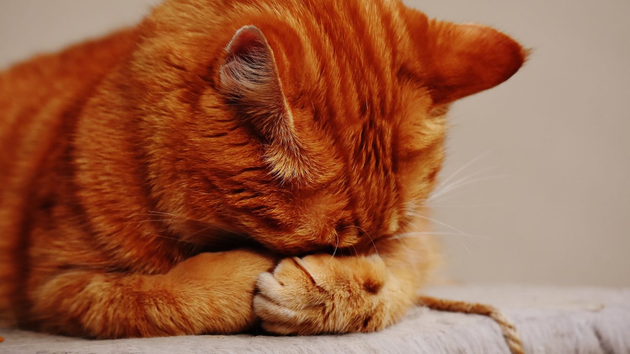 Cat Sleeping Face Down 6 Reasons For Such Strange Behavior