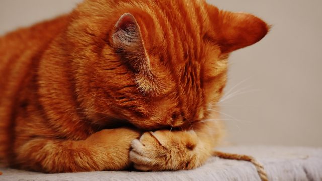 cat sleeping face down