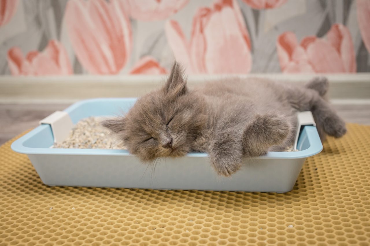 Cat Sleeping In Her Litter Box: Why Does She Do That?