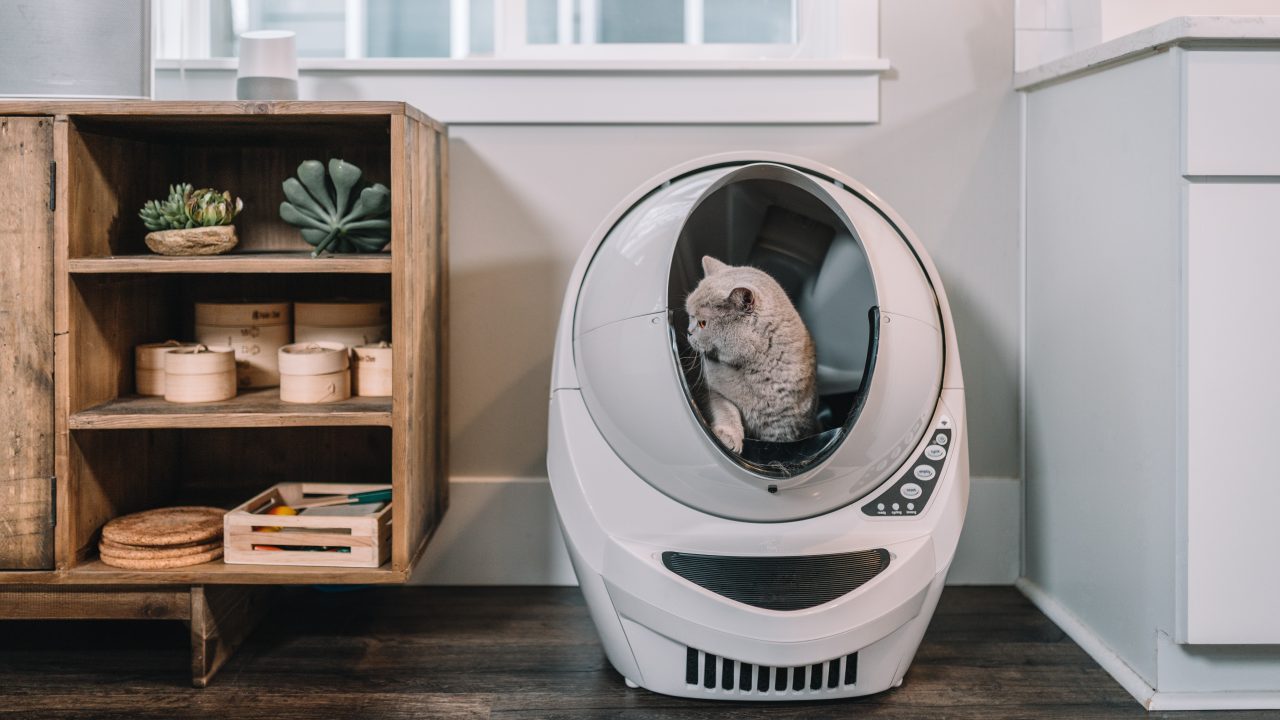 Cat Sleeping In Her Litter Box Why Does She Do That?