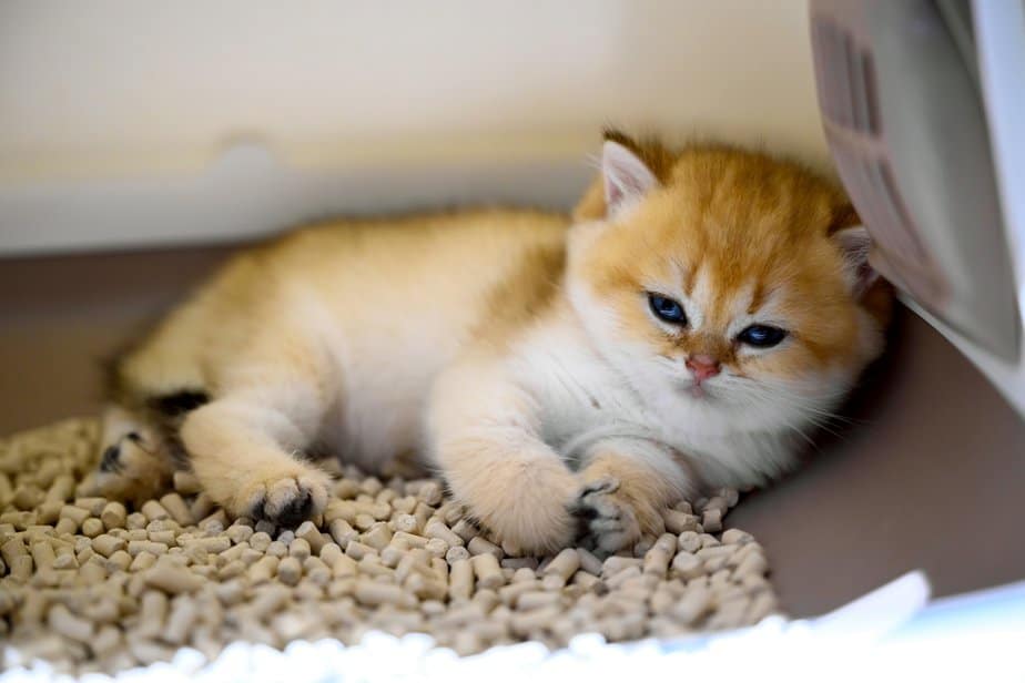 Cat Sleeping In Her Litter Box Why Does She Do That?