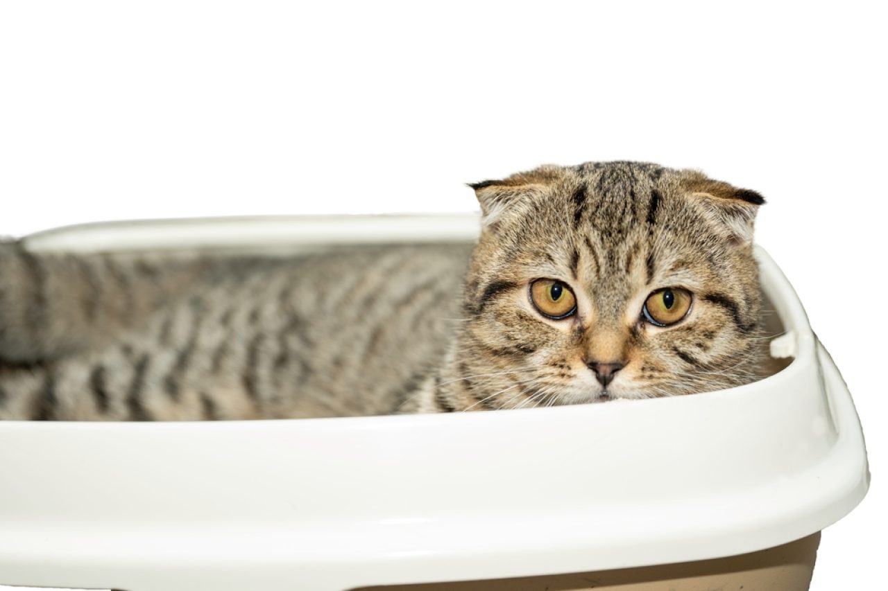 Cat Sleeping In Her Litter Box: Why Does She Do That?