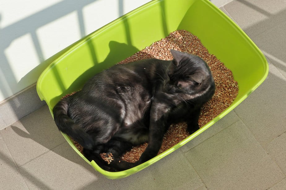 Cat Sleeping In Her Litter Box Why Does She Do That?