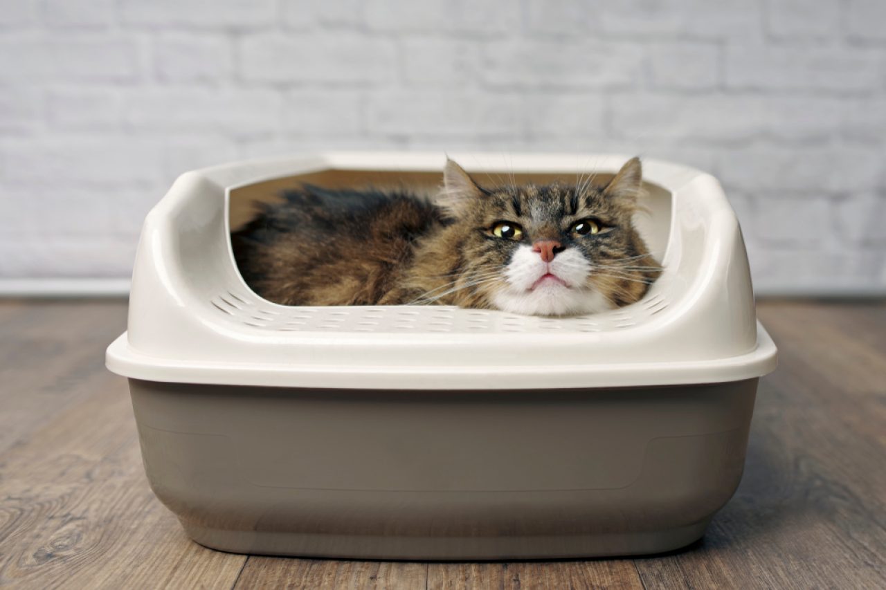 Cat Sleeping In Her Litter Box: Why Does She Do That?