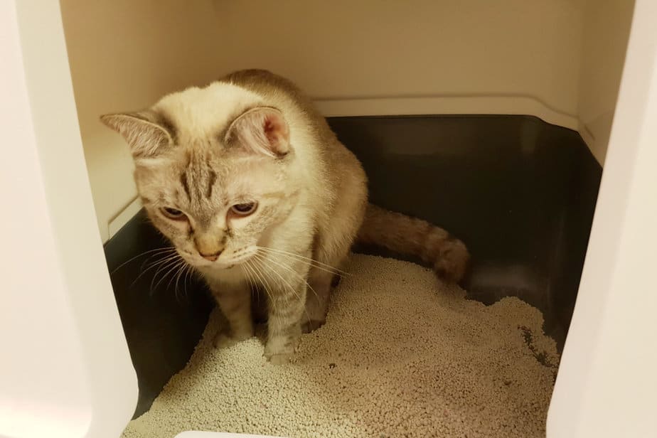 Cat Sleeping In Her Litter Box Why Does She Do That?