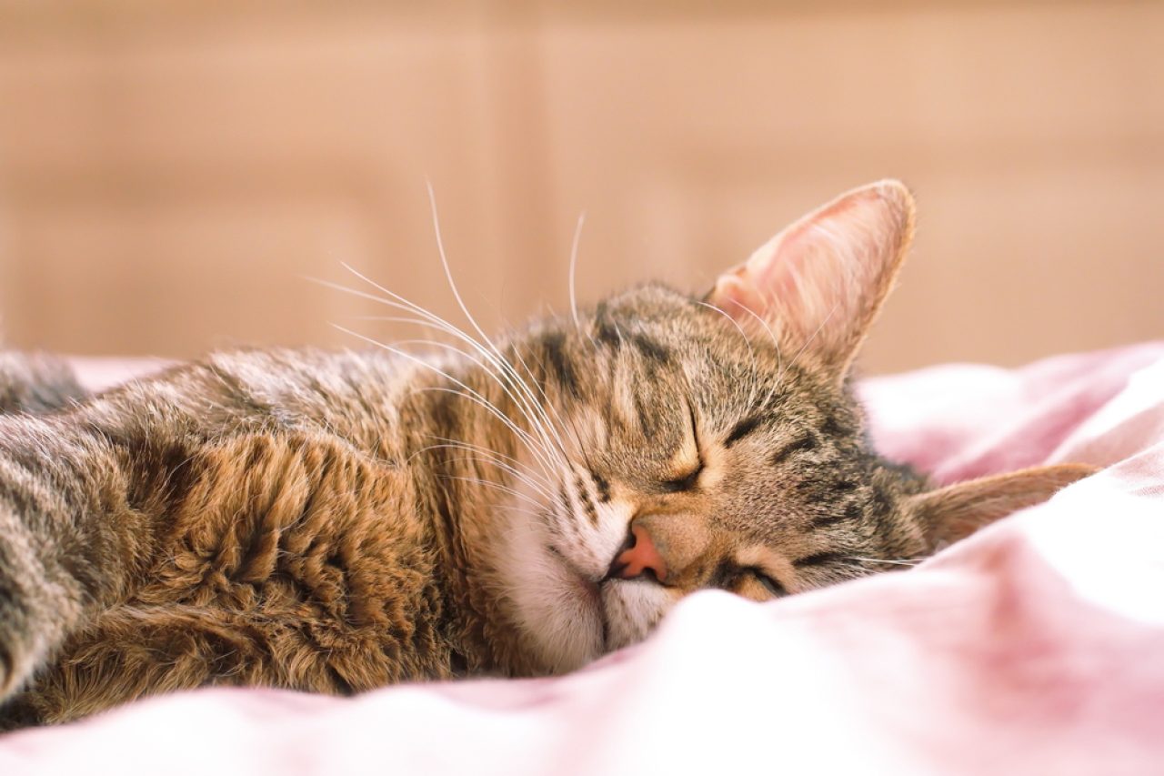 Anlamlarıyla Birlikte 14 Yaygın Kedi Uyku Pozisyonu