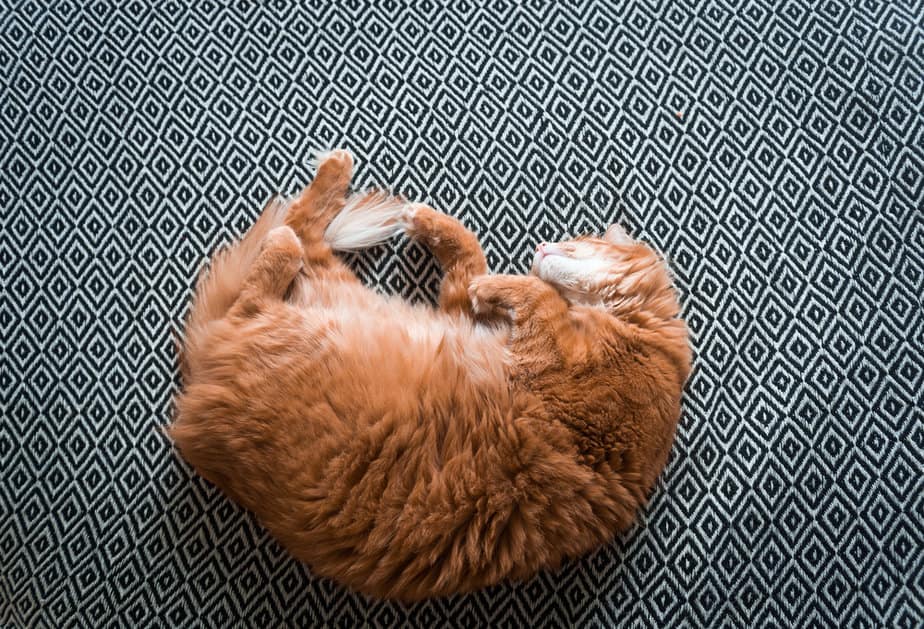 14 Common Cat Sleeping Positions With Meanings