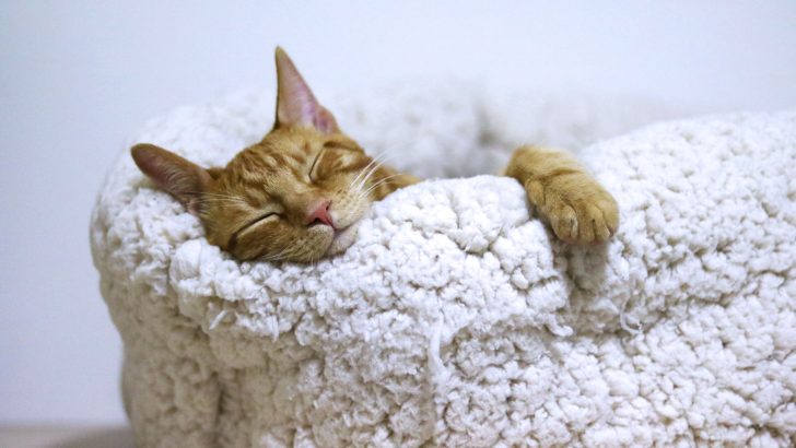 14 Yaygın Kedi Uyku Pozisyonu ve Anlamları
