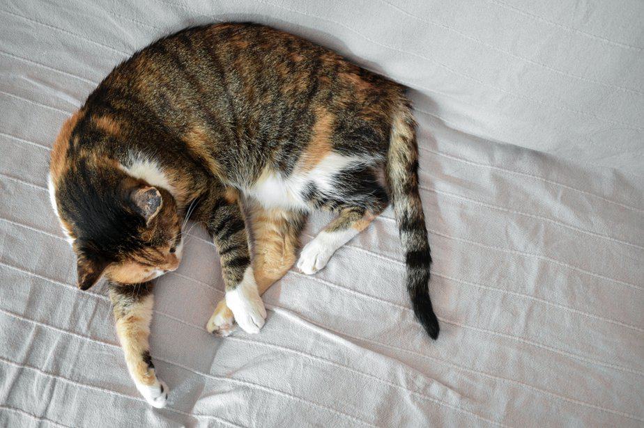 Cat Sleeping With Eyes Open 10 Reasons To Keep An Eye On