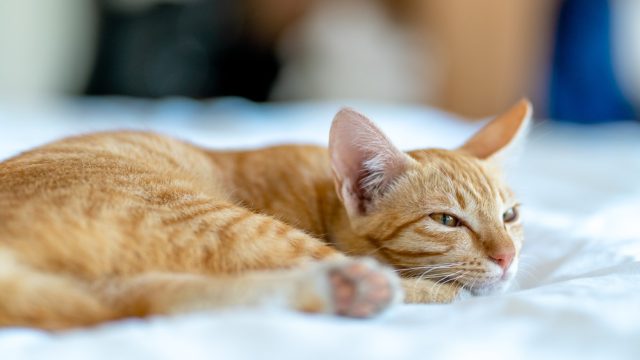 cat sleeping with eyes open