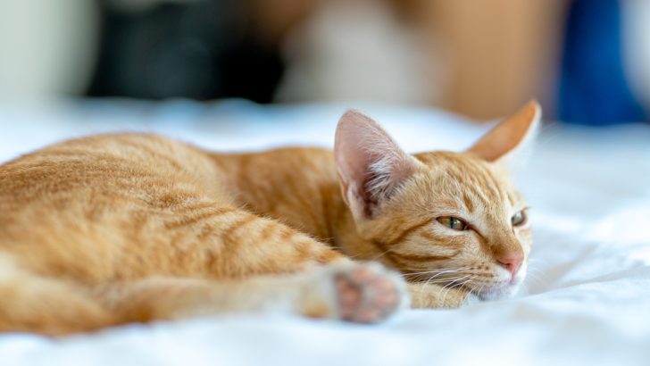 Cat Sleeping With Eyes Open: 10 Reasons To Keep An Eye On