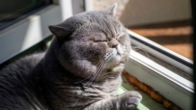 cat sleeping with head up