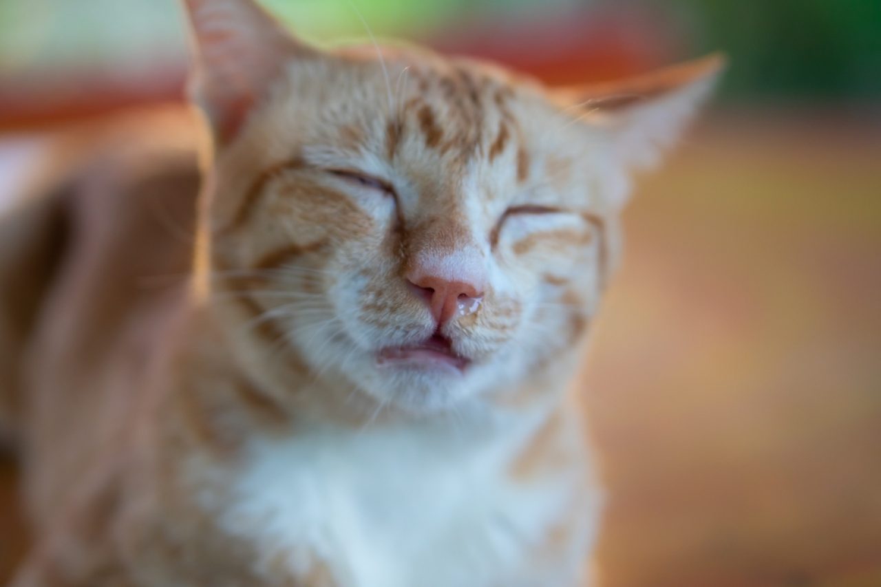 Kediniz Başı Yukarıda mı Uyuyor? Garip mi Yoksa Normal mi?