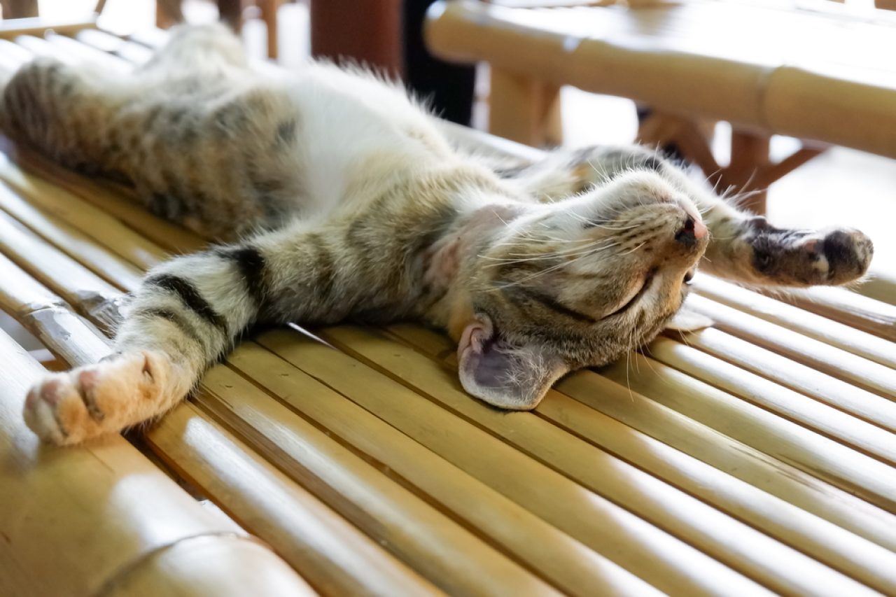 Cat Sleeps On Her Back: 10 "Pawsible" Reasons Why