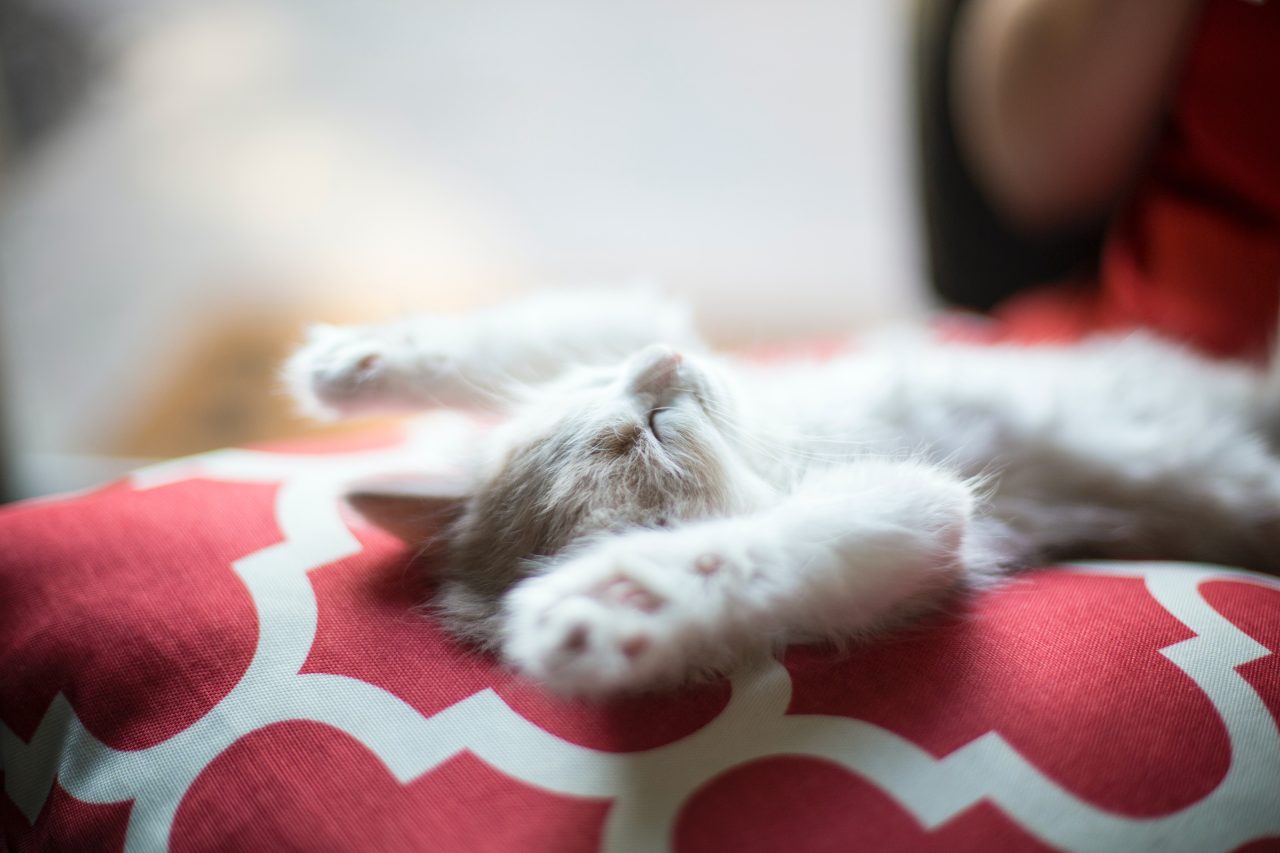 Cat Sleeps On Her Back: 10 "Pawsible" Reasons Why