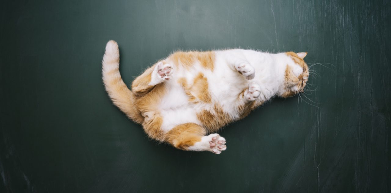 Cat Sleeps On Her Back: 10 "Pawsible" Reasons Why