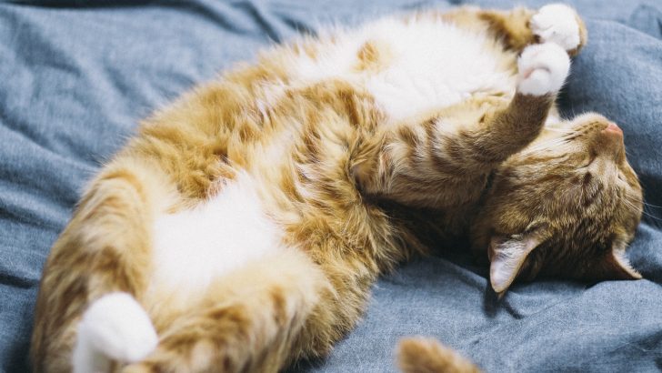 Kedi Sırt Üstü Uyur: Bunun 10 "Patili" Nedeni