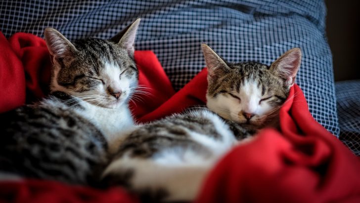 Kedileriniz Birlikte mi Uyuyor? Bu Aşık Oldukları Anlamına mı Geliyor? 