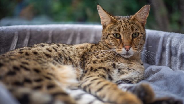 do Savannah cats shed