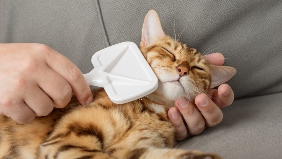 Do Bengal Cats Shed Excessively? Here's The Answer