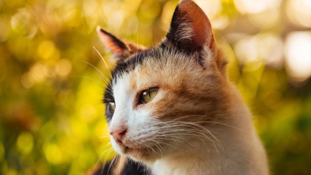 do calico cats shed