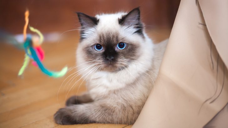 Do Ragdoll Cats Shed, Or Do They Always Keep Their Coats On?