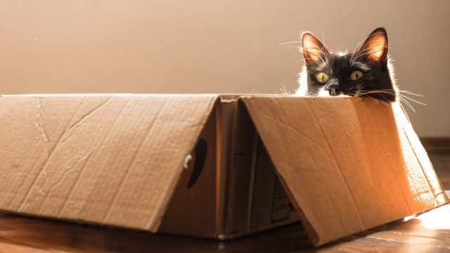 how long can cats hold their poop