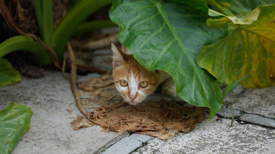 how long will a cat hide if scared outside