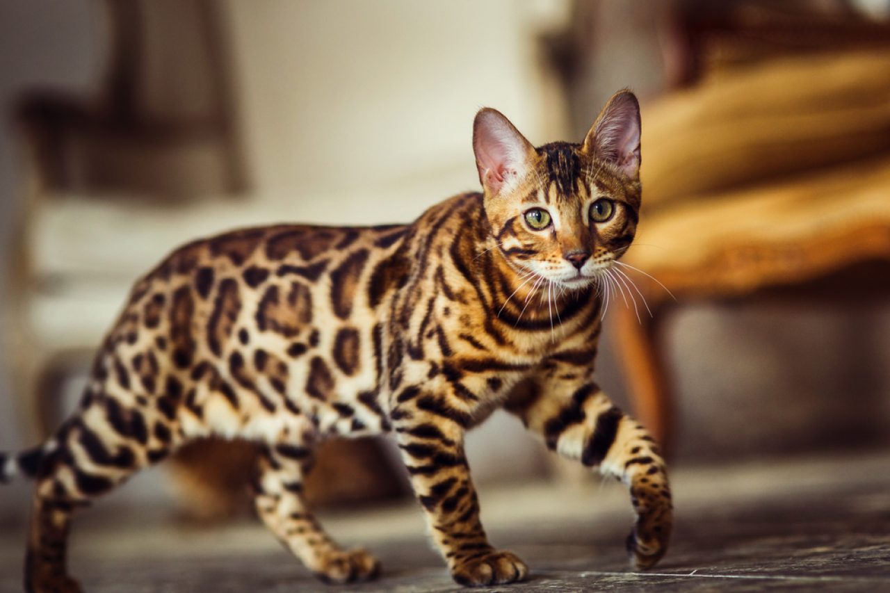 How To Discipline A Bengal Cat: Tough Love Or Something Else?