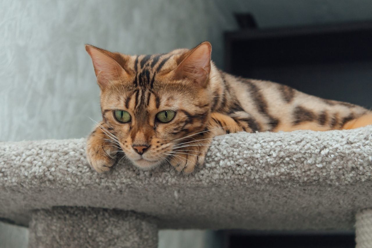 How To Discipline A Bengal Cat: Tough Love Or Something Else?