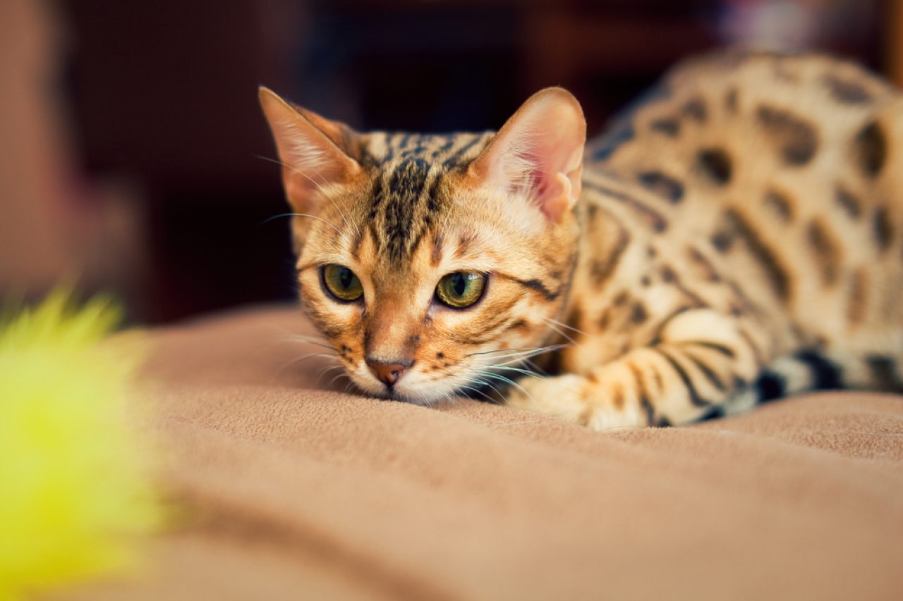 How To Discipline A Bengal Cat: Tough Love Or Something Else?