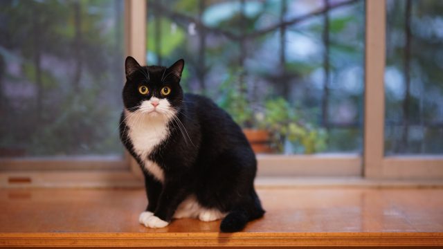 how to keep cats off window sills