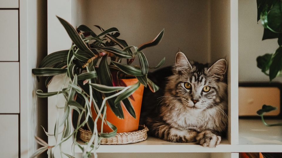 Help! How To Stop Cats From Pooping In Plant Pots?