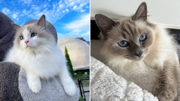 Key Differences Between Birman and Ragdoll Cats Unveiled